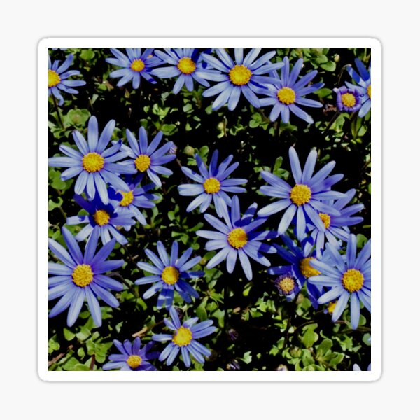 Sunbathing Blue Daisies Sticker