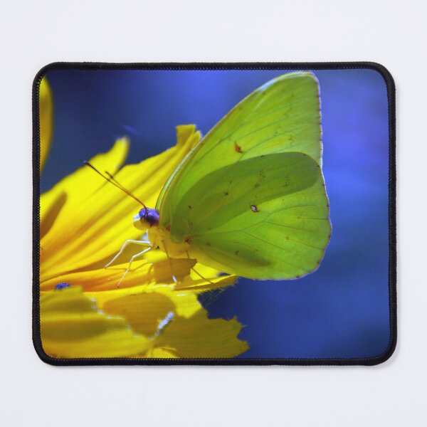 Item preview, SULFUR BUTTERFLY designed and sold by SKIP WILLITS FINE ART.