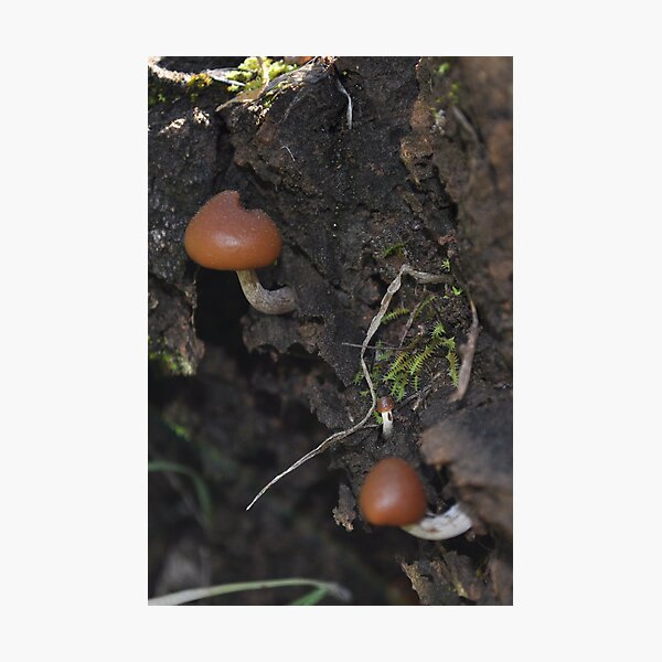 Item preview, Tiny Fungi designed and sold by Annie Street.