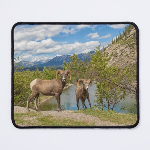 Item preview, Bighorn sheep in the Rocky Mountains designed and sold by Photopat.