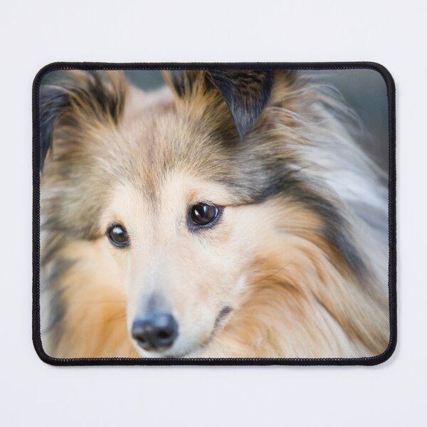 Item preview, Shetland Sheepdog Portrait designed and sold by katifinell.
