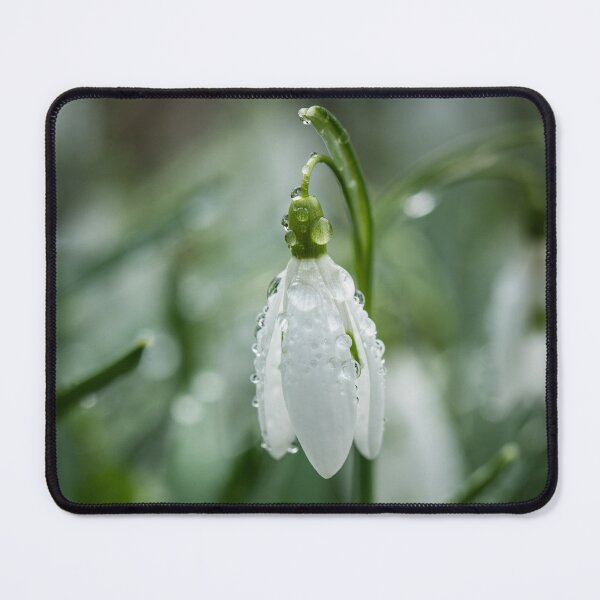 Item preview, Morning Dew on Snowdrop – Delicate Spring Bloom Macro Photography designed and sold by JSFrame.