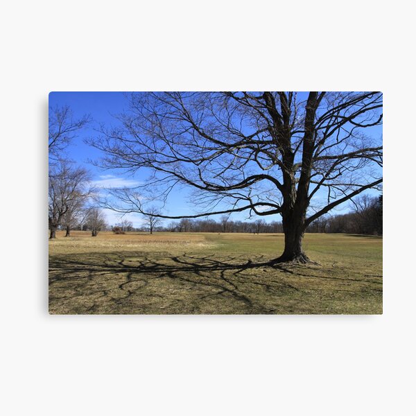 Connecticut - Waveny Tree Canvas Print
