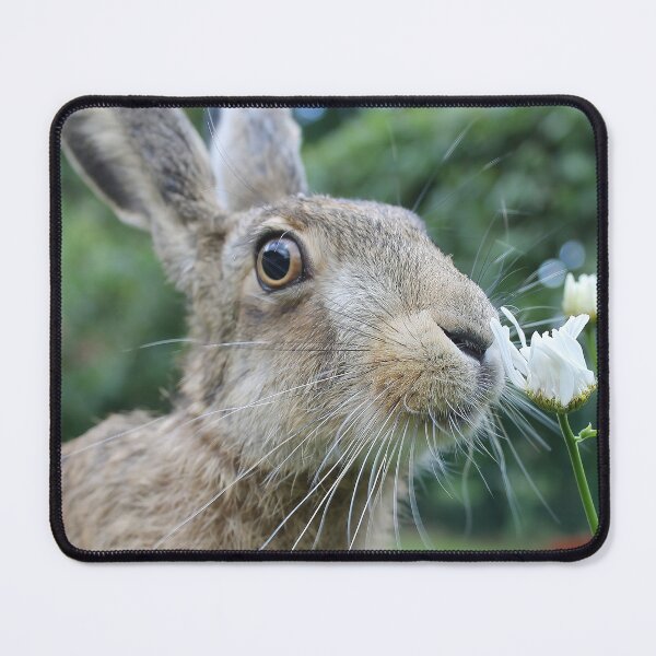 Item preview, Brownhare smelling a flower designed and sold by MorningFive.