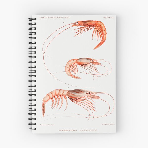 Item preview, Shrimp Chart designed and sold by sindux.