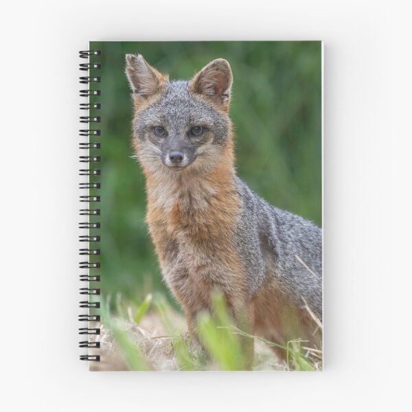 Item preview, Gray Fox in the Wild designed and sold by Wild DeZigns .