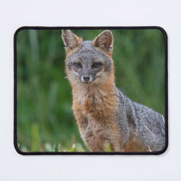 Item preview, Gray Fox in the Wild designed and sold by Wild DeZigns .