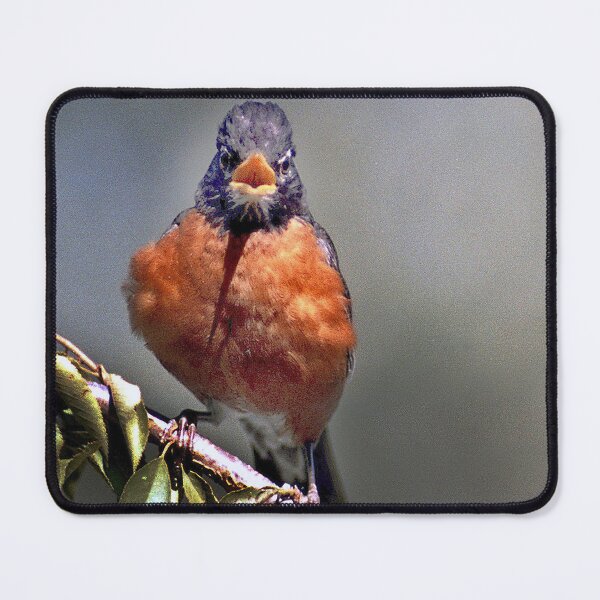 Item preview, ROCKIN ROBIN designed and sold by SKIP WILLITS FINE ART.