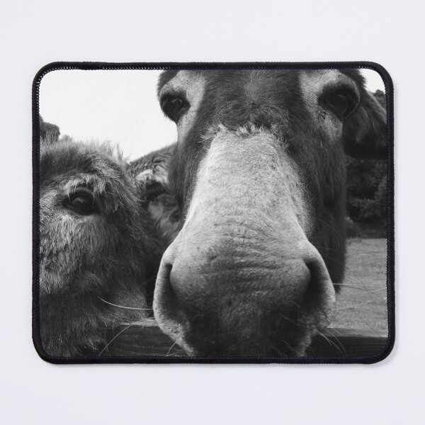 Item preview, Curious donkeys looking over fence  designed and sold by BarryMayfield.