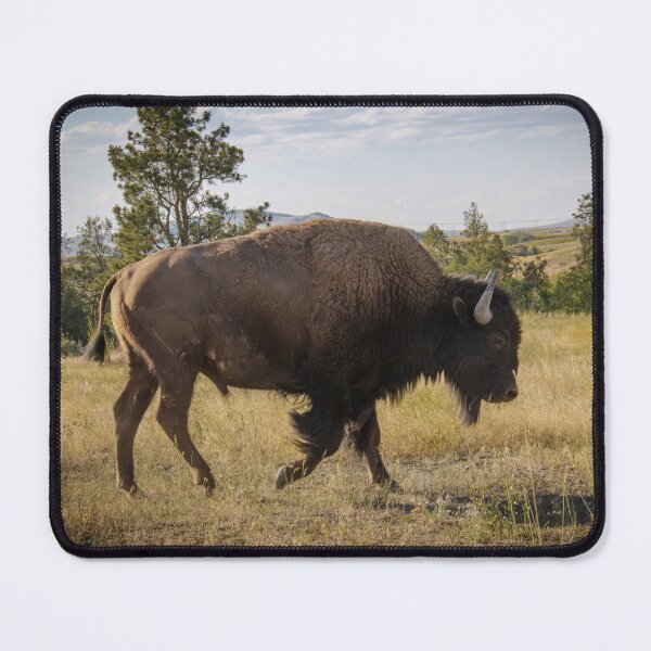 Item preview, American Bison in Field designed and sold by InlandStyle.