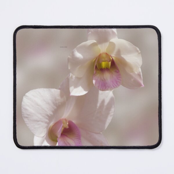 Item preview, White and pink orchid flower on blurred background designed and sold by Kevin Hellon.