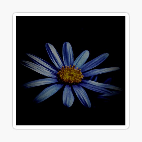 Blue Daisy On Black Sticker