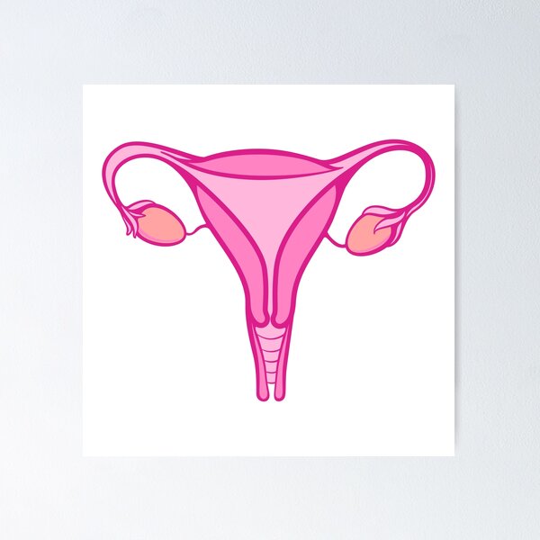 Item preview, Anatomical Uterus Illustration Vector designed and sold by THP Creative.