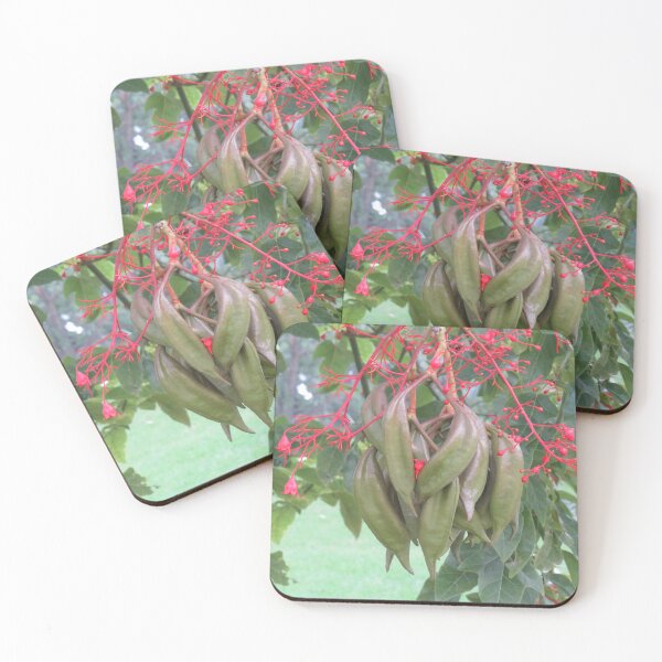 Item preview, Brachychiton seed pods designed and sold by greentiger1.