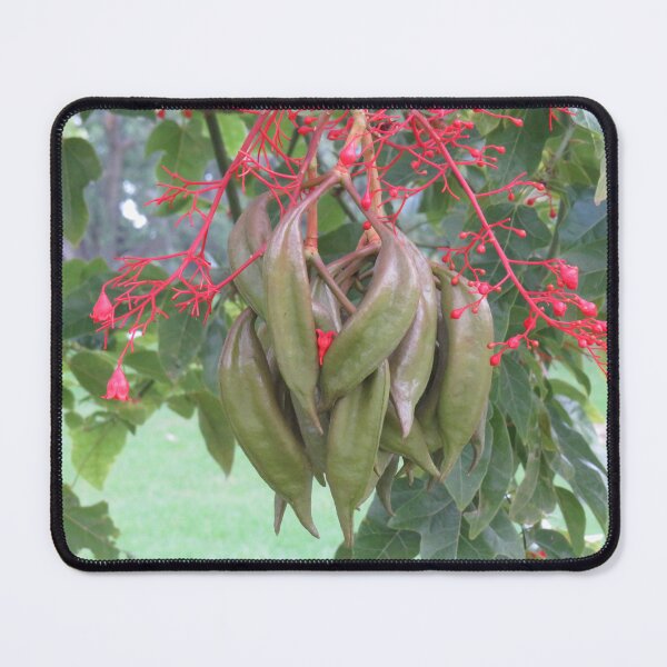 Item preview, Brachychiton seed pods designed and sold by greentiger1.
