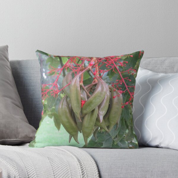 Item preview, Brachychiton seed pods designed and sold by greentiger1.