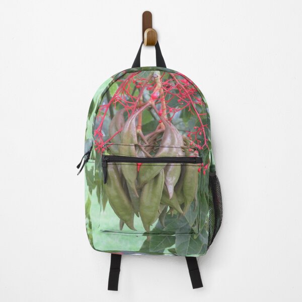 Item preview, Brachychiton seed pods designed and sold by greentiger1.