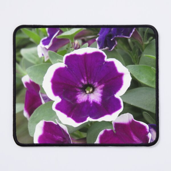 Item preview, Purple and white petunia designed and sold by greentiger1.