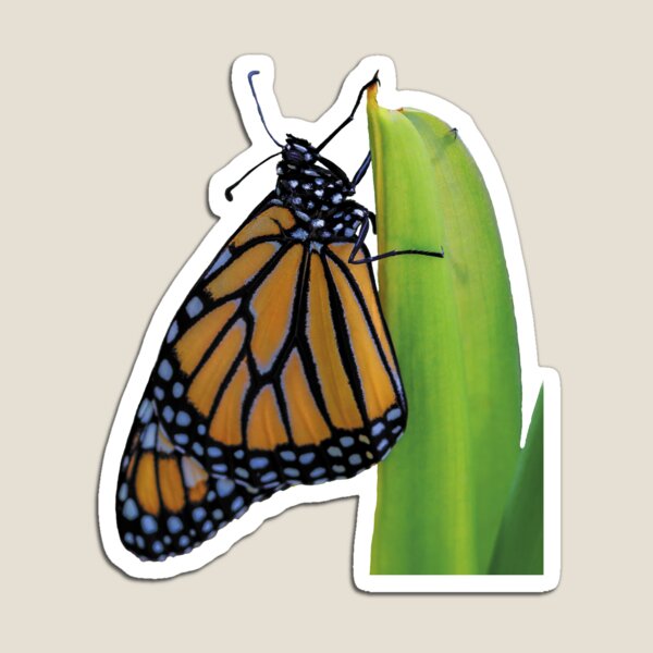 Artikelvorschau, Monarch auf einem Stiel entworfen und verkauft von KbytesOfJax Outdoor and Nature.