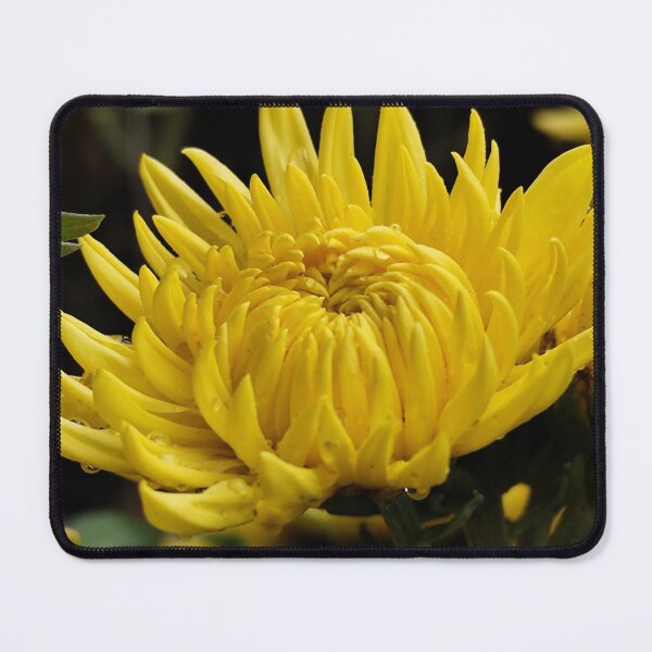Item preview, Beautiful Yellow Blossom Flower Home Garden Digital Photography Art designed and sold by vtspatial.