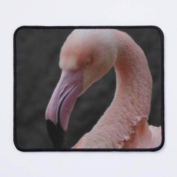 Item preview, Flamingo in color on gray designed and sold by El pato garabato.