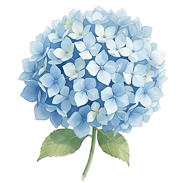 Artwork thumbnail, Hydrangea by Avenelle