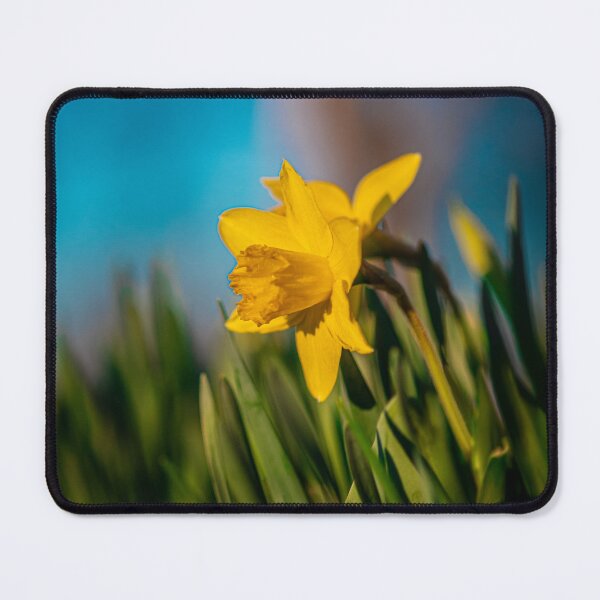 Item preview, Daffodil, Early Spring designed and sold by kngfrank.