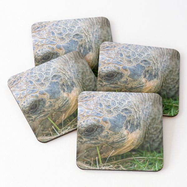 Item preview,  Galápagos turtle (Geochelone Nigra). designed and sold by Photopat.