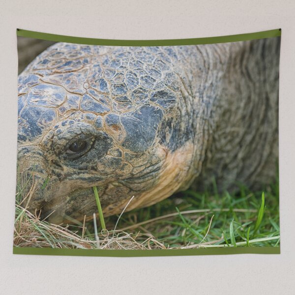 Item preview,  Galápagos turtle (Geochelone Nigra). designed and sold by Photopat.