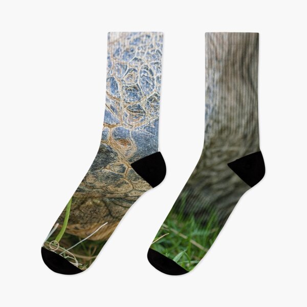 Item preview,  Galápagos turtle (Geochelone Nigra). designed and sold by Photopat.