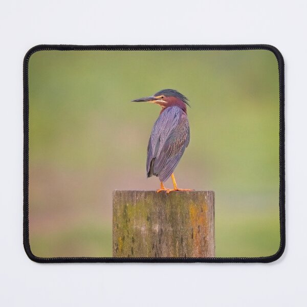 Item preview, Green Heron designed and sold by TomCPhoto.