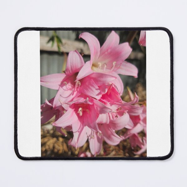 Item preview, Belladonna Lily designed and sold by Danni's Delights.