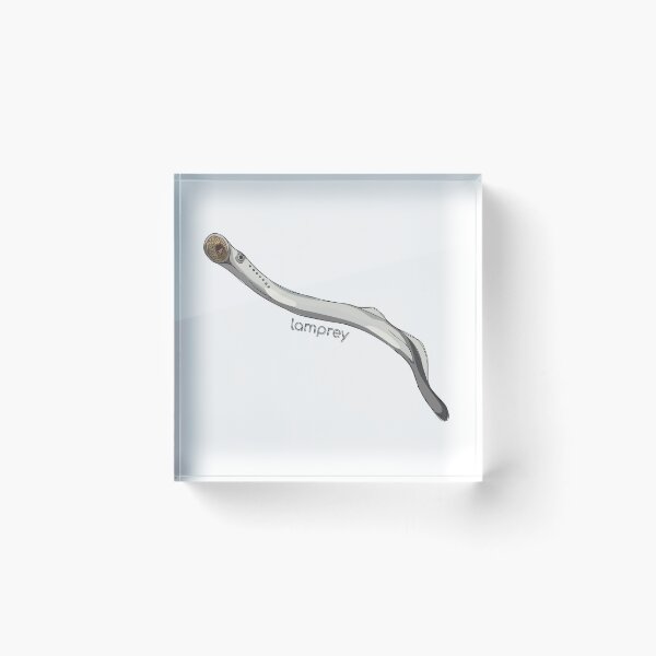 Item preview, Funky Aquatic Creatures: Lamprey designed and sold by abigailhausman.