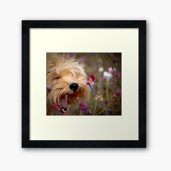 LOL Framed Art Print