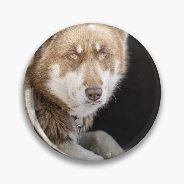 Item preview, Greenlandic Sled Dog Gazing from Wooden House designed and sold by PhotoArt by Joan Carroll.