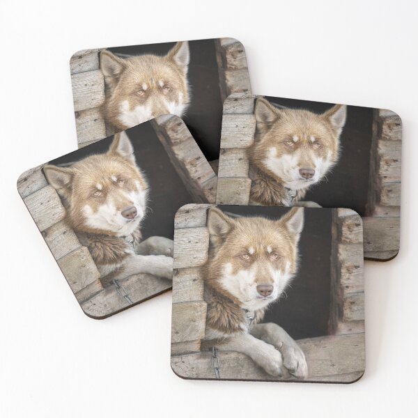 Item preview, Greenlandic Sled Dog Gazing from Wooden House designed and sold by PhotoArt by Joan Carroll.