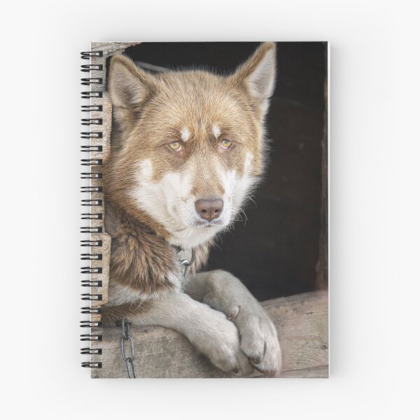 Item preview, Greenlandic Sled Dog Gazing from Wooden House designed and sold by PhotoArt by Joan Carroll.