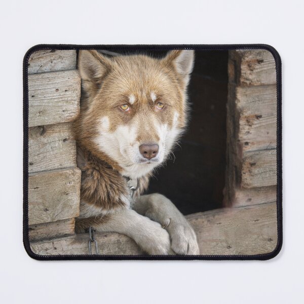 Item preview, Greenlandic Sled Dog Gazing from Wooden House designed and sold by PhotoArt by Joan Carroll.