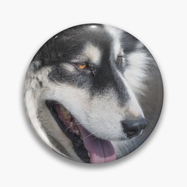 Item preview, Fluffy Greenlandic Sled Dog  designed and sold by PhotoArt by Joan Carroll.