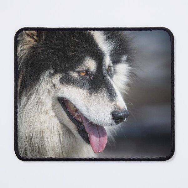 Item preview, Fluffy Greenlandic Sled Dog designed and sold by PhotoArt by Joan Carroll.