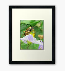 INSECT Framed Print