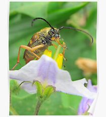 INSECT Poster