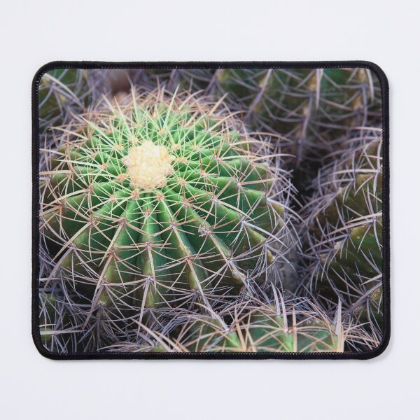 Item preview, Group of Golden Barrel Cacti with Sharp Spines Pattern designed and sold by LRPhotoart.