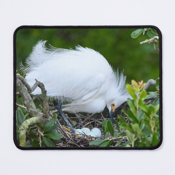Item preview, Snowy Egret Tends Its Nest designed and sold by richardbryce.