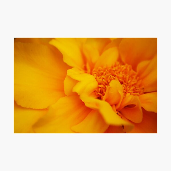 Mellow Yellow Photographic Print