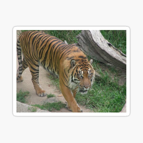 Tiger 008 Sticker