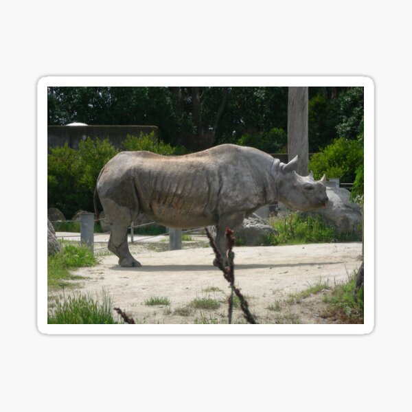 Rhino 004 Sticker