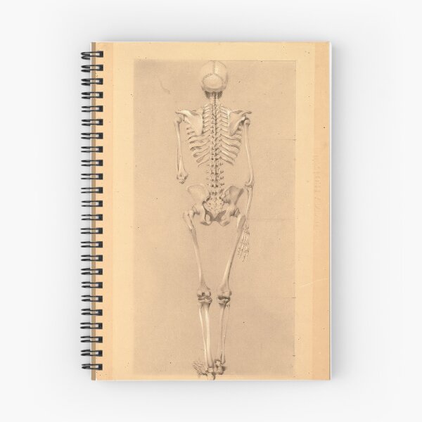 Item preview, Rear View of a Skeleton by Daniel Huntington designed and sold by Amanda1775.