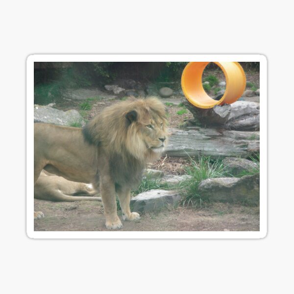 Lions 010 Sticker