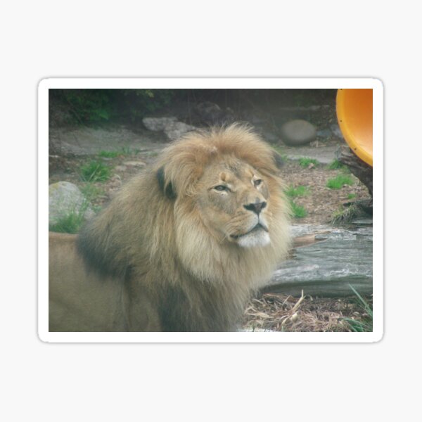 Lions 011 Sticker